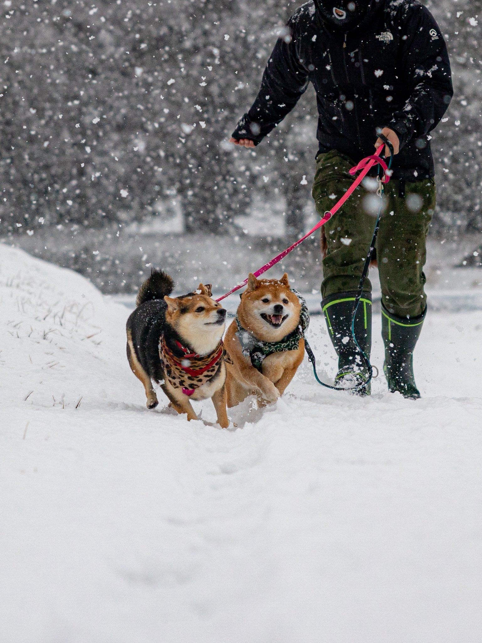 大雪でも元気いっぱいなたけちよくんとくろずちゃん（柴犬たけちよさんのXアカウントより）