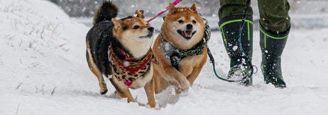 大雪でも元気いっぱいなたけちよくんとくろずちゃん（柴犬たけちよさんのXアカウントより）