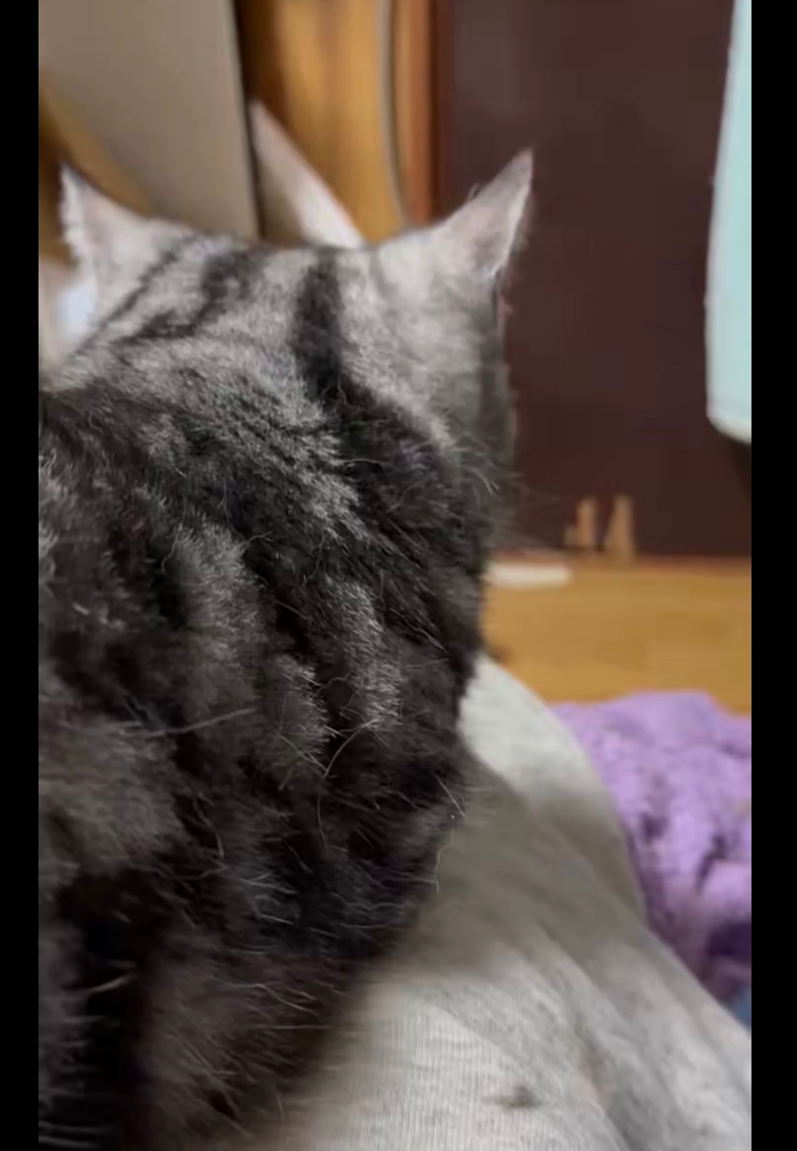 怒っているいざなくんの後ろ姿／飼い主さんのX（@kmnrid_w）より