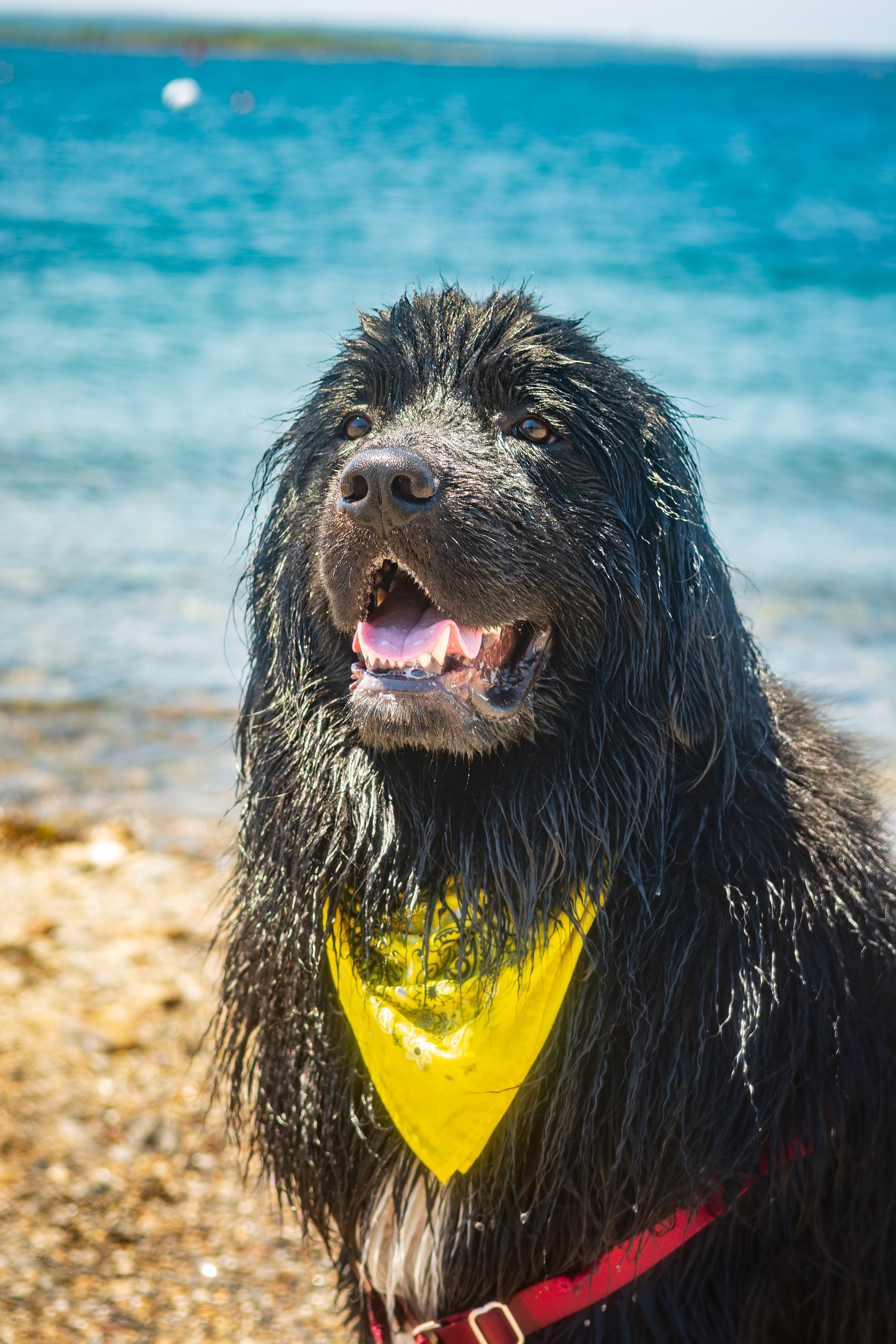 Wet canine  astatine  the formation  wearing a yellowish  bandana, looking blessed  successful  the sunshine with the water  successful  the background