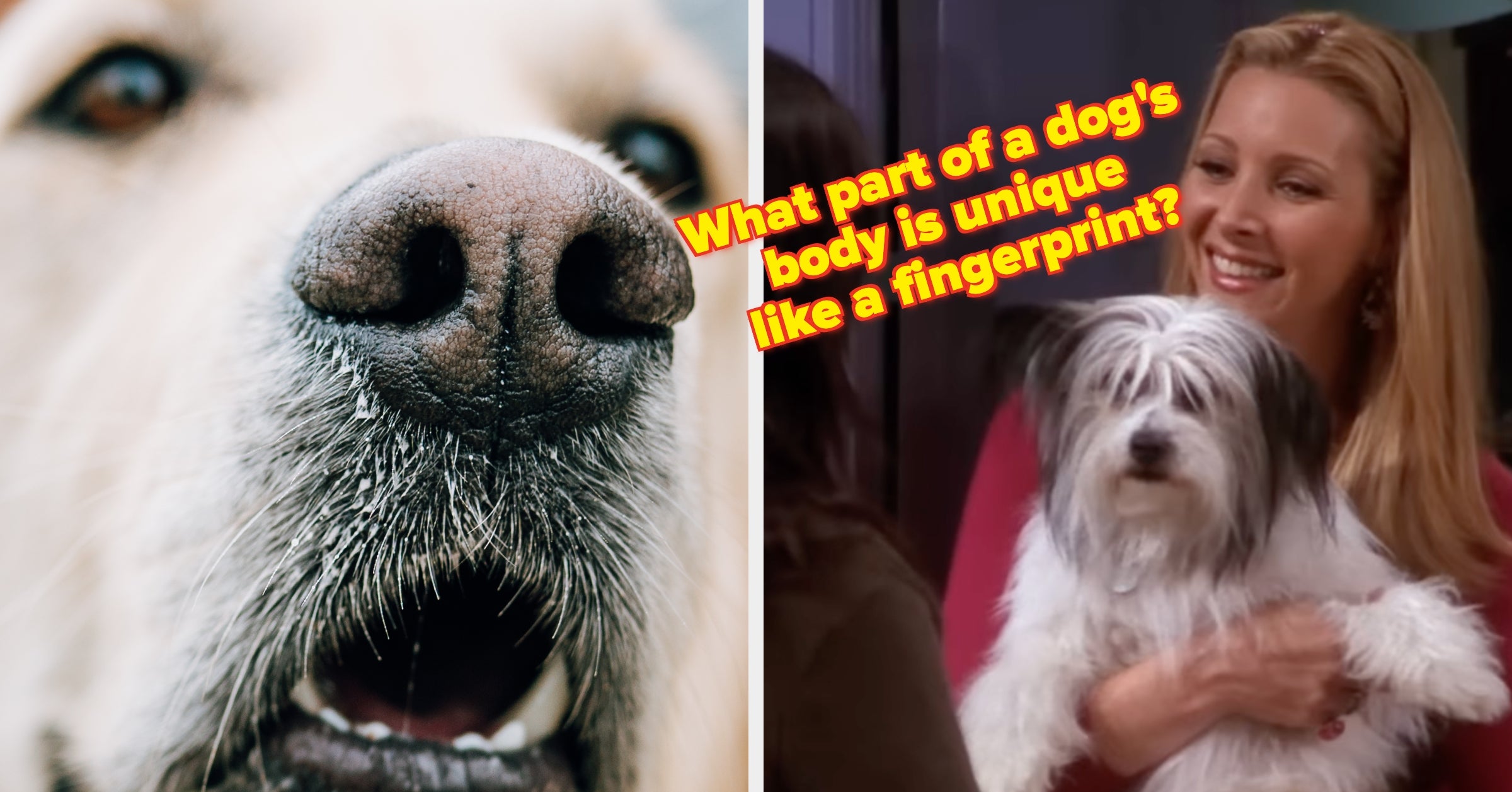 If You Can Answer These Questions About Dogs In 2 Minutes Or Less, You're Definitely A True Dog Parent
