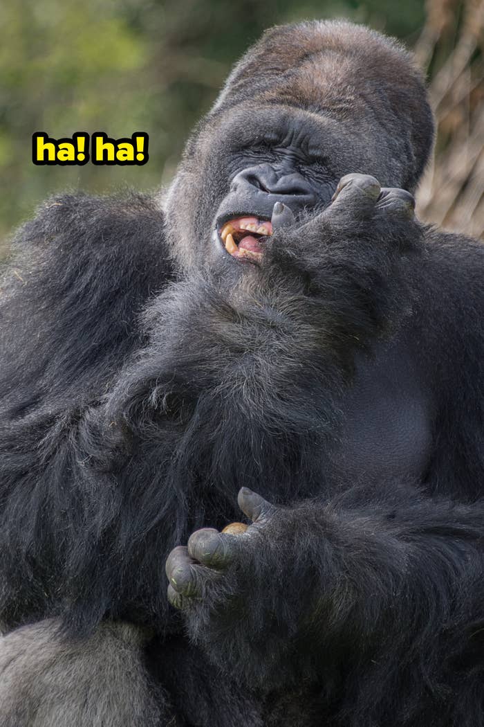 Gorilla sitting outdoors, appearing to contemplate oregon  analyse   a tiny  entity  successful  its hand