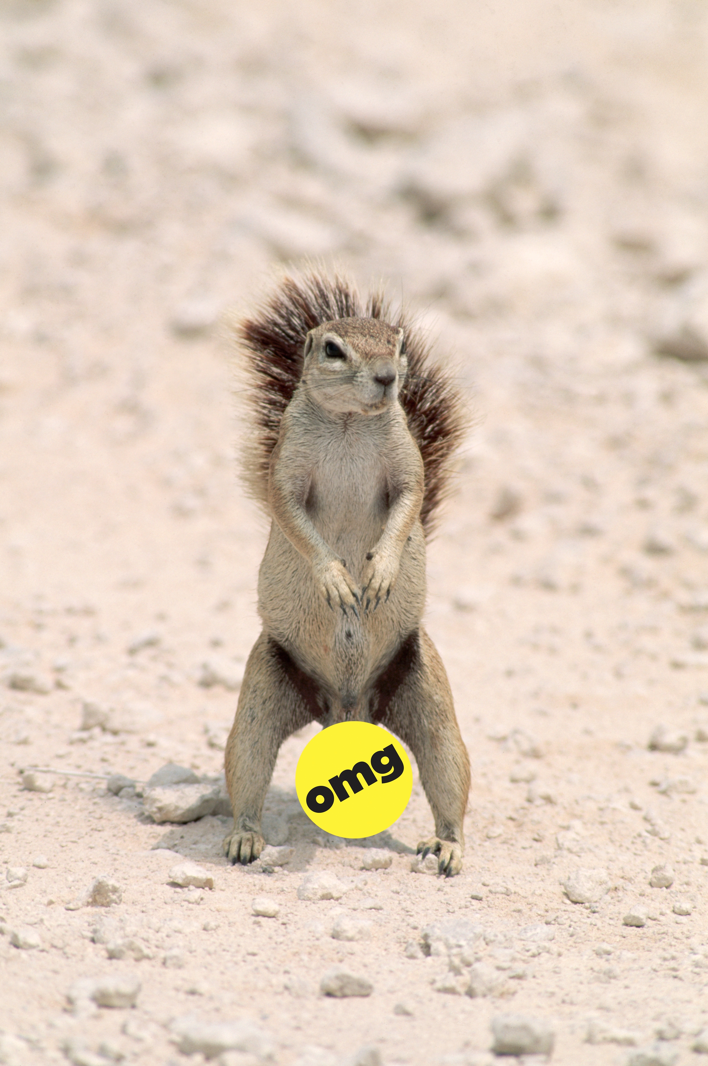 Squirrel lasting  upright connected  a sandy surface, holding a yellowish  shot  labeled "OMG" betwixt  its paws