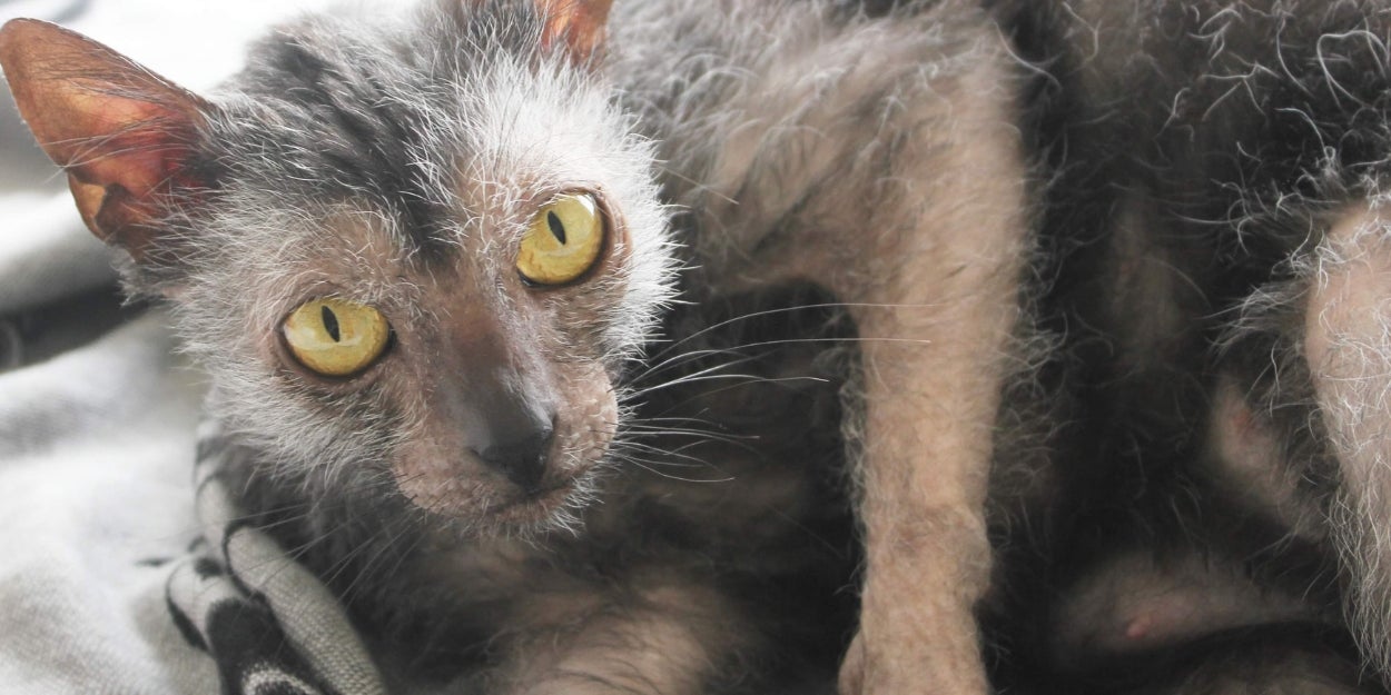 Answer 10 Quick Questions To Discover Which Feline Friend Truly Fits Your Lifestyle