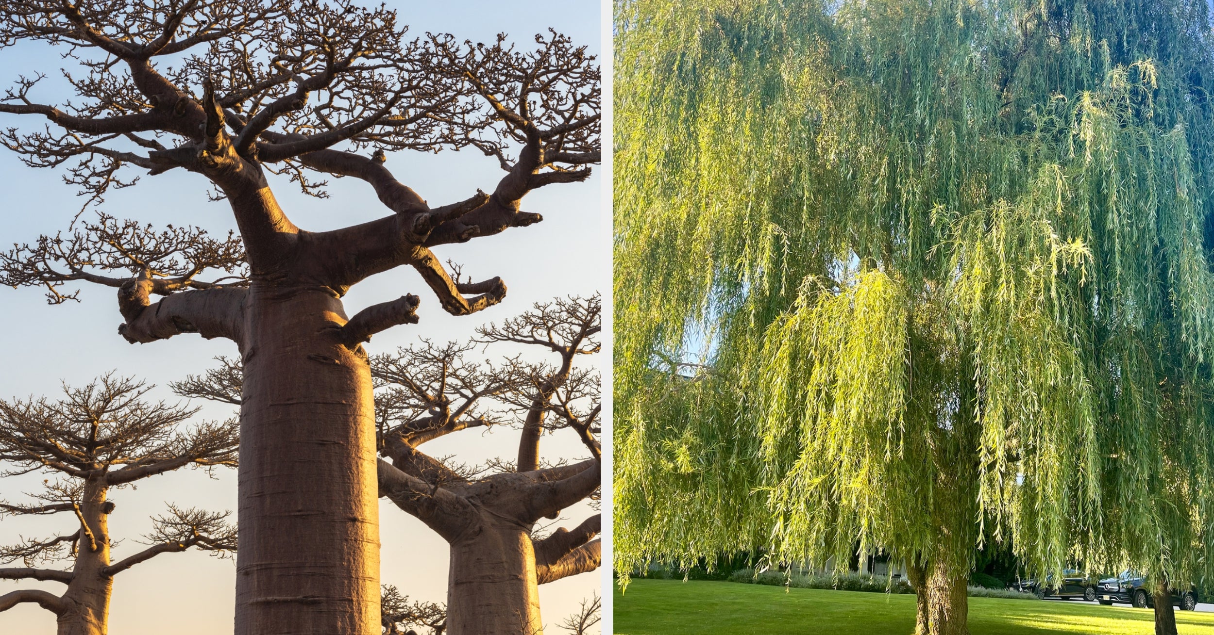 If You Can't Identify These 13 Trees, You Need To Get Outside More