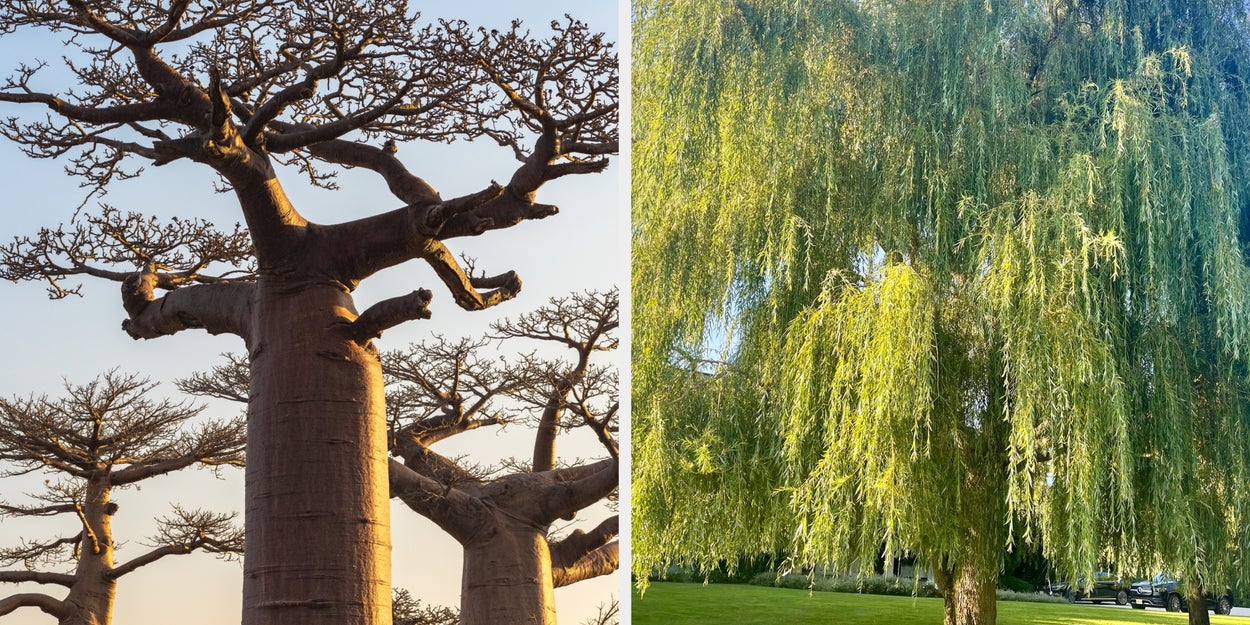 If You Can't Identify These 13 Trees, You Need To Get Outside More