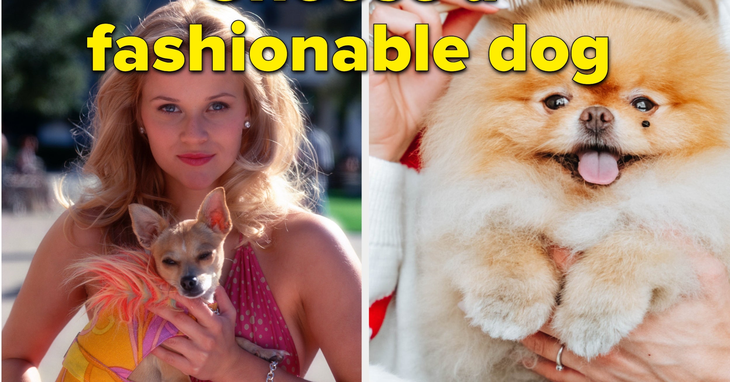 Choose The Cutest Puppies And We'll Reveal What Animal You First Called A Pet