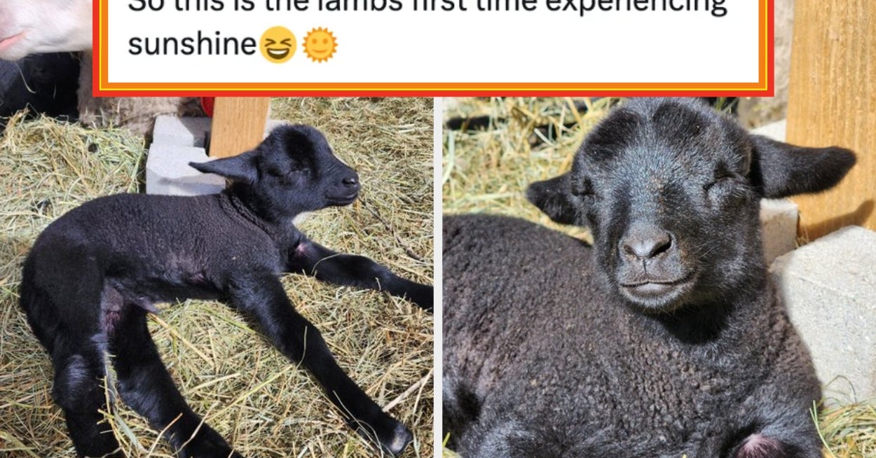 19 Wholesome Posts I Saw Online This Week That Were So Cute They Legitimately Made Me Feel Better About Life