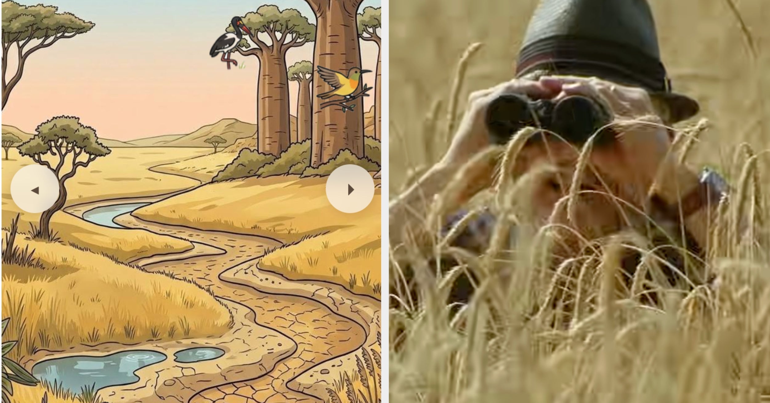 This Bird Watching Game I Made Lowered My Stress Levels By 31%, But I Can't Find The Elusive Kestrel — Can You?