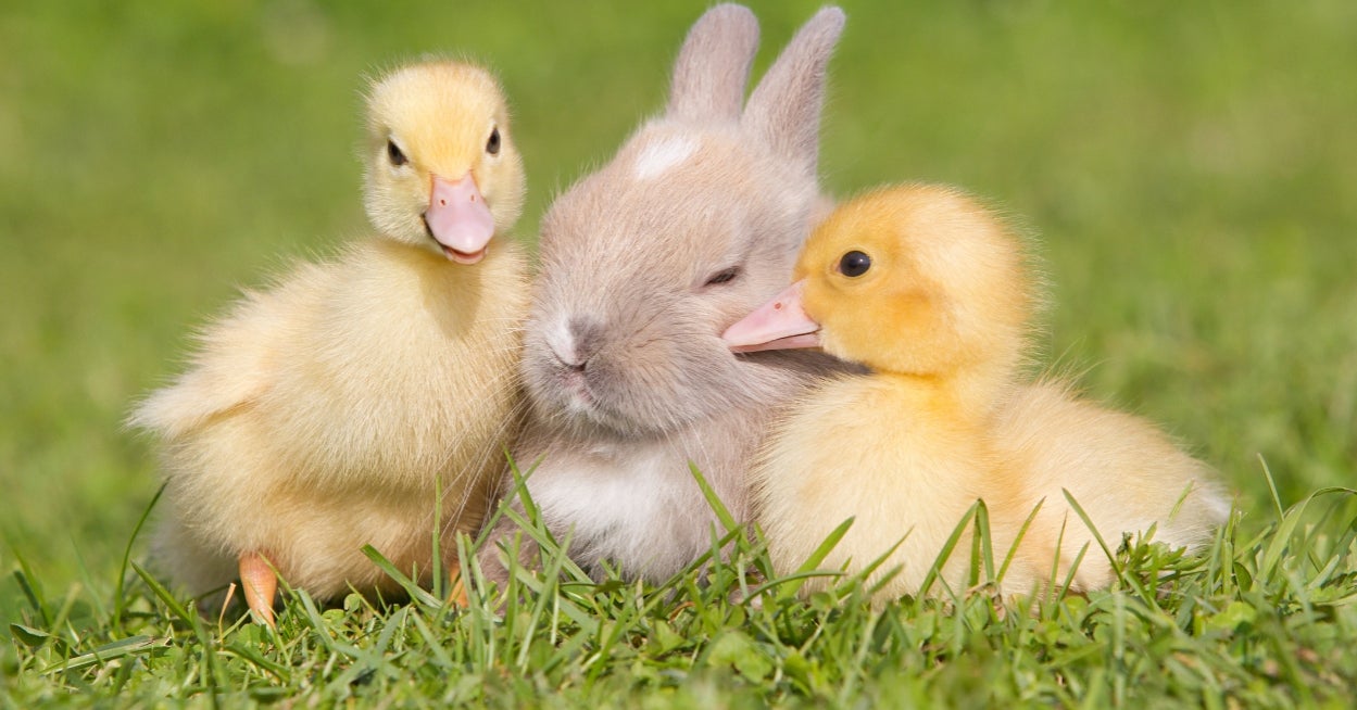 Are You A Bunny, Squirrel, Butterfly, Or Duckling?