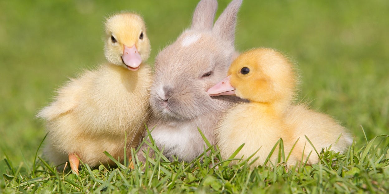 Which Spring Animal Are You?