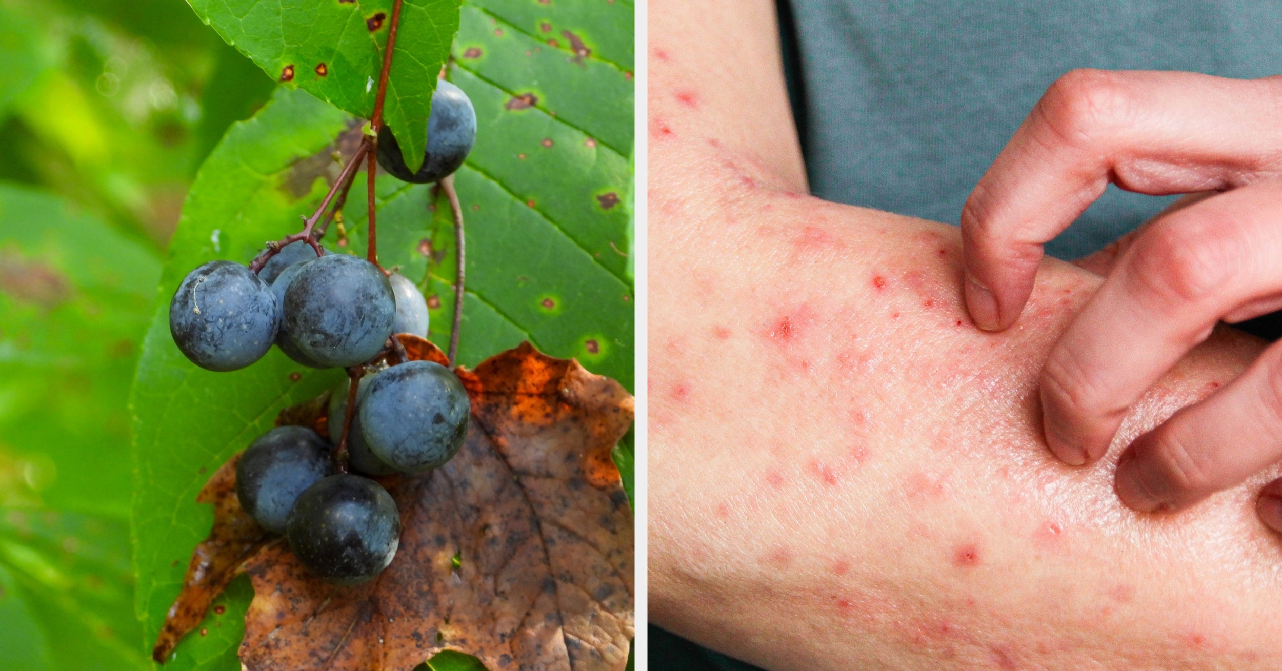 Only Someone With Amazing Survival Instincts Will Be Able To Navigate This Poisonous Plant Quiz