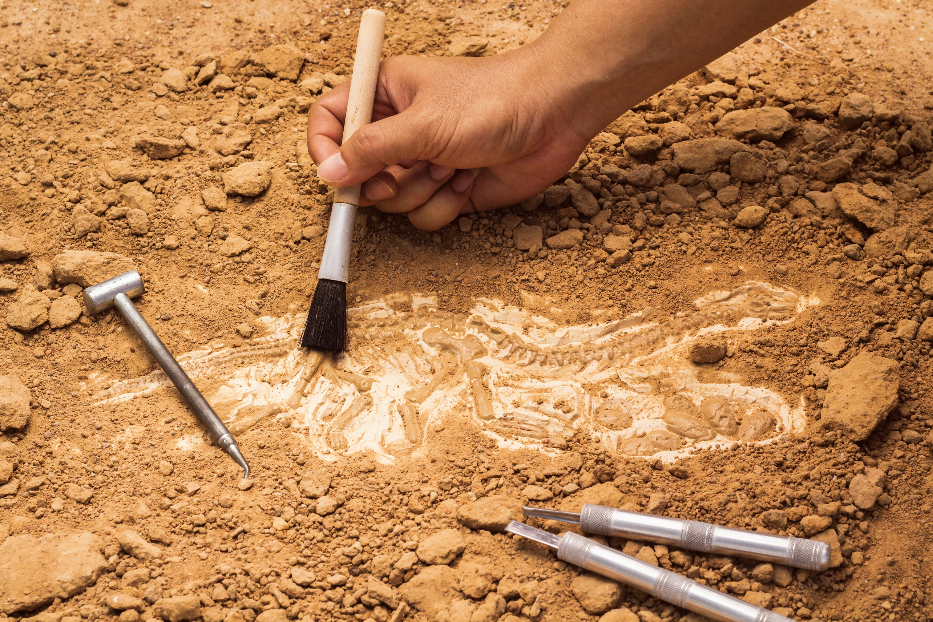 Hand utilizing brushwood to mildly uncover a fossil successful the ground, with excavation tools nearby