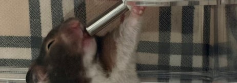 セクシーポーズでお水を飲むココちゃん／飼い主さんのX（@Cocoroarmomo）より