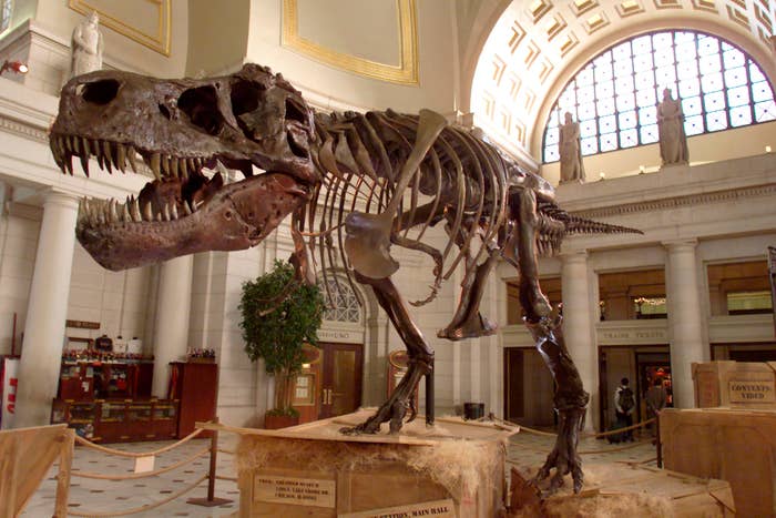 Tyrannosaurus rex skeleton displayed successful  a depository  with a expansive  architectural background, showcasing its monolithic  jaw and teeth