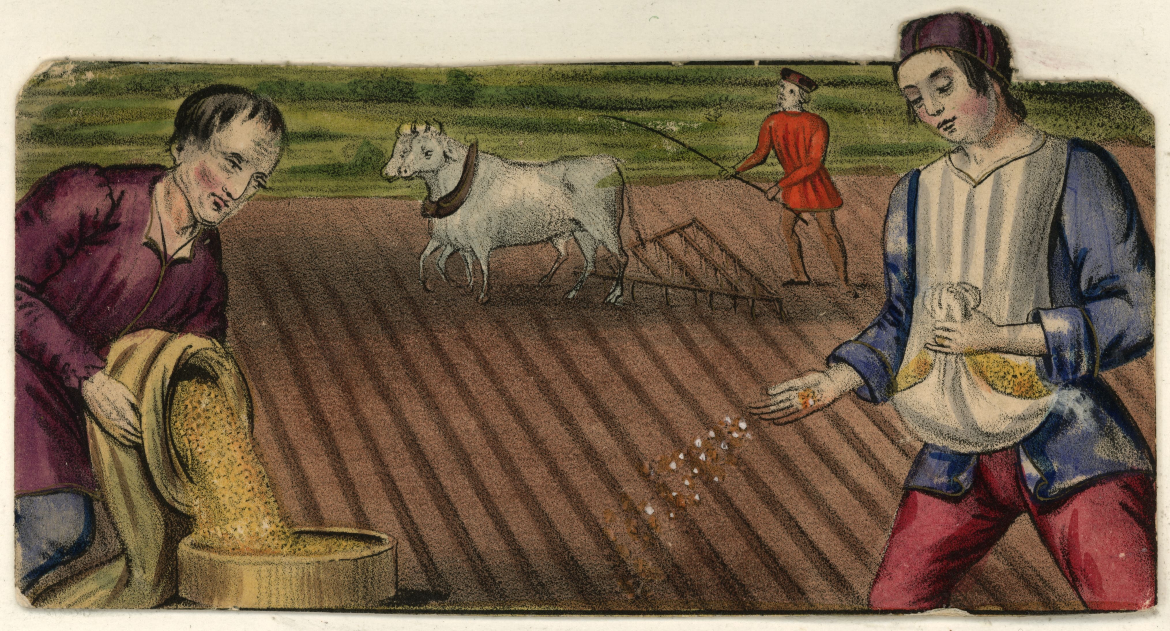 Medieval farmers sow seeds successful a tract with an ox-drawn plow. A antheral wears a tunic, portion different pours atom from a sack