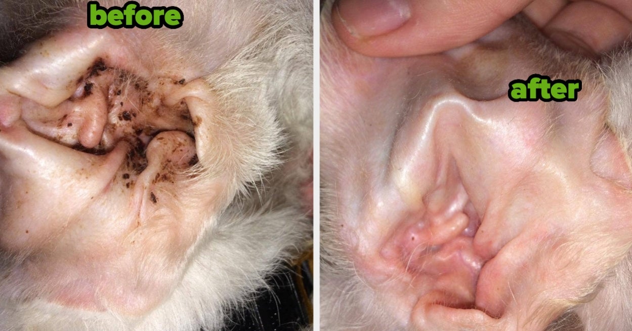 39 Pet Products From Amazon Our Readers Are Loving In 2026