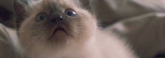 子猫時代のすずりちゃん／飼い主さんのX（@suzu_onikuha）より