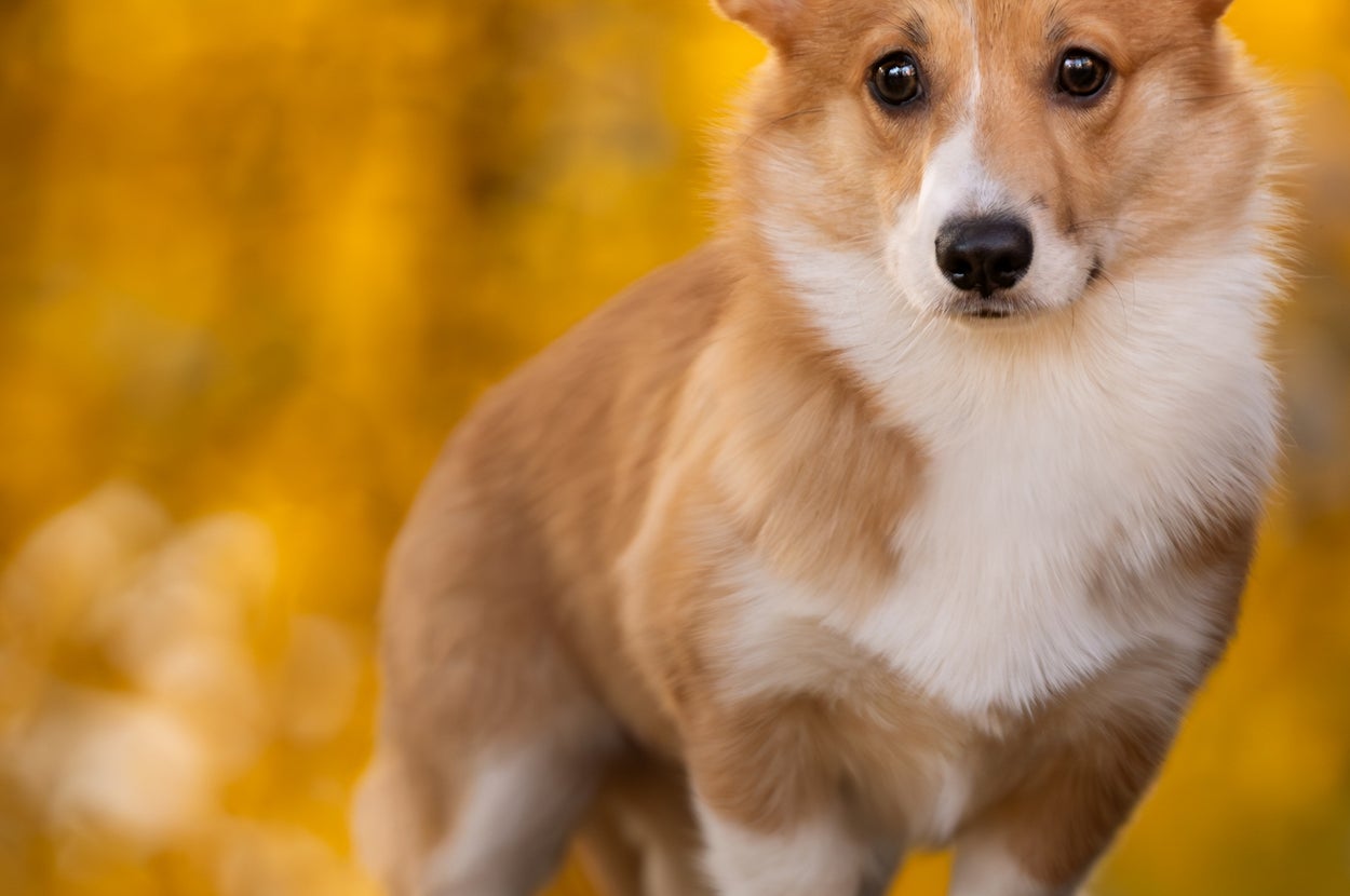 Inspiring Acts of Kindness: How Dogs Unite in Times of Crisis