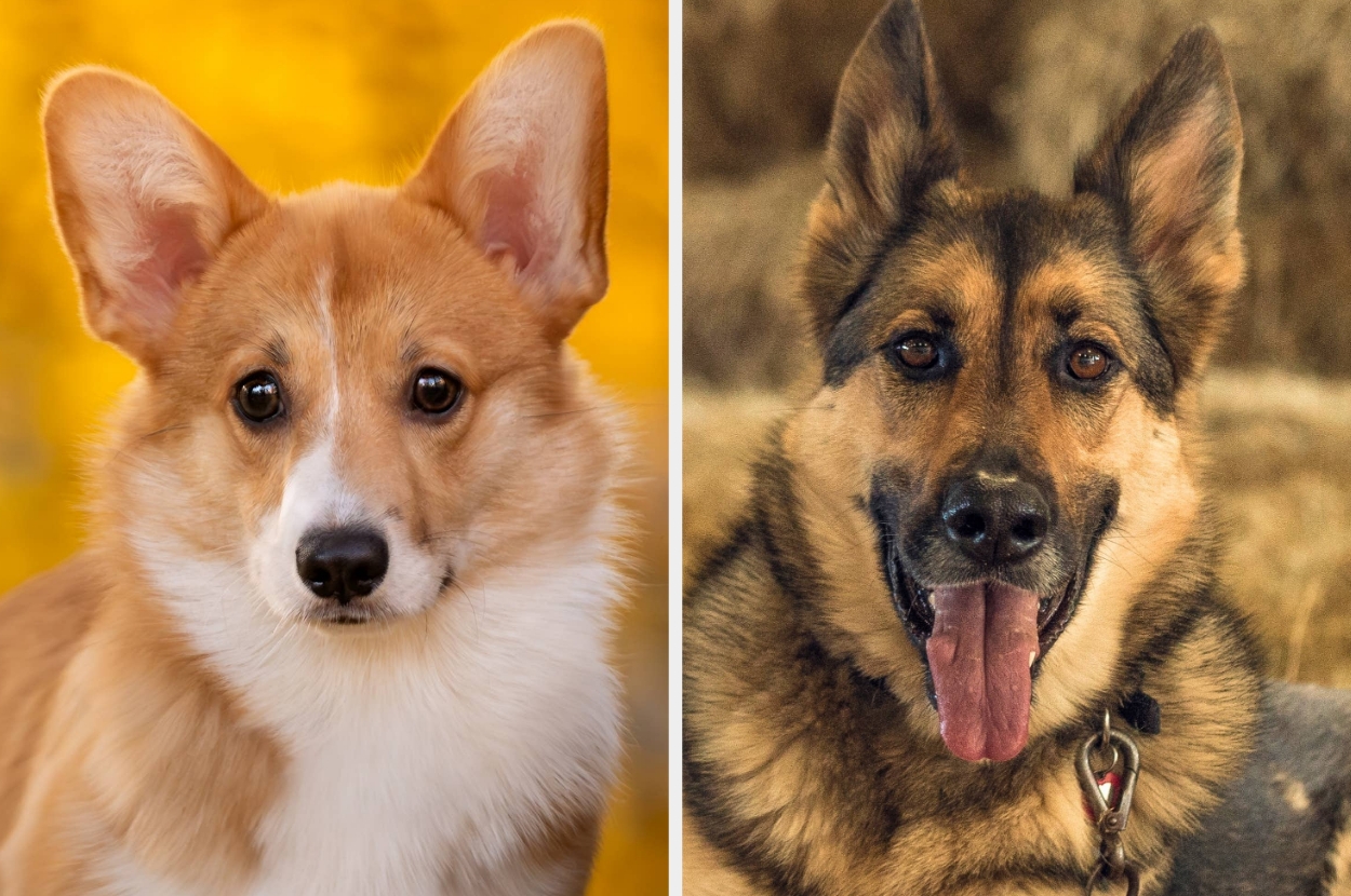 Dogs Escape Meat Truck In China, Explained