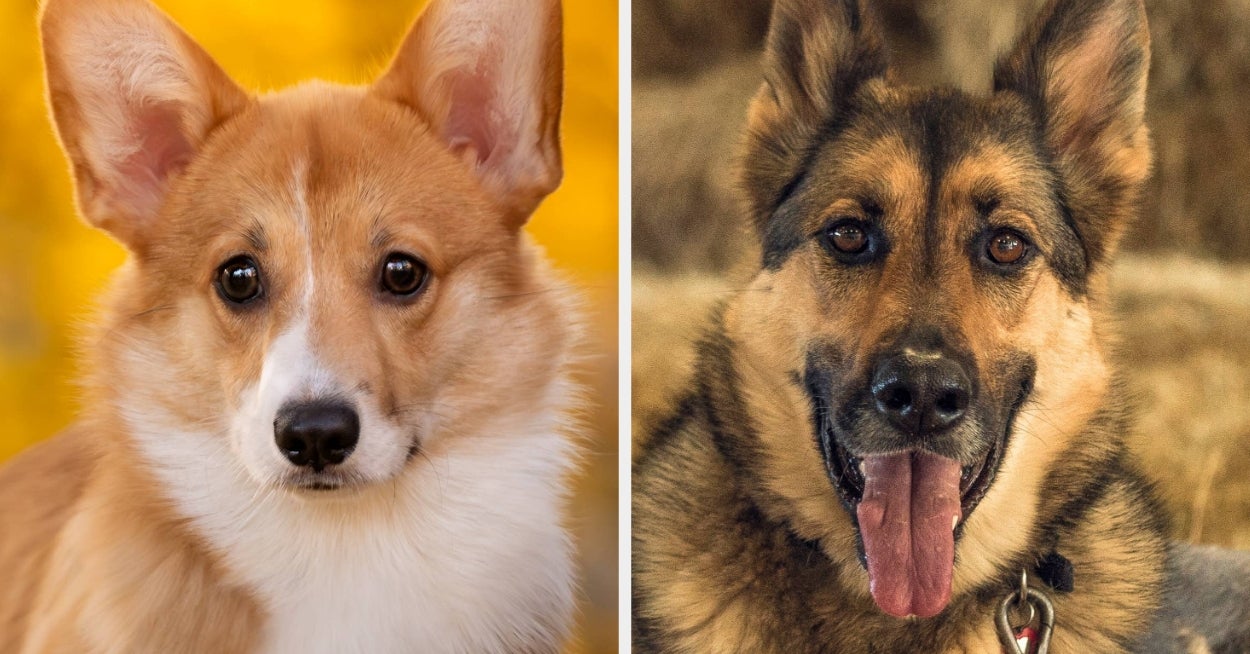 People Are Rightfully Obsessed With This Unbelievably Wholesome Story About Seven Dogs Who Found Their Way Back Home After Seemingly Escaping A Meat Truck In China