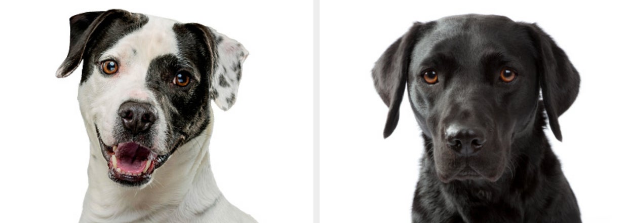 Can You Name These Dog Breeds Within A Minute?