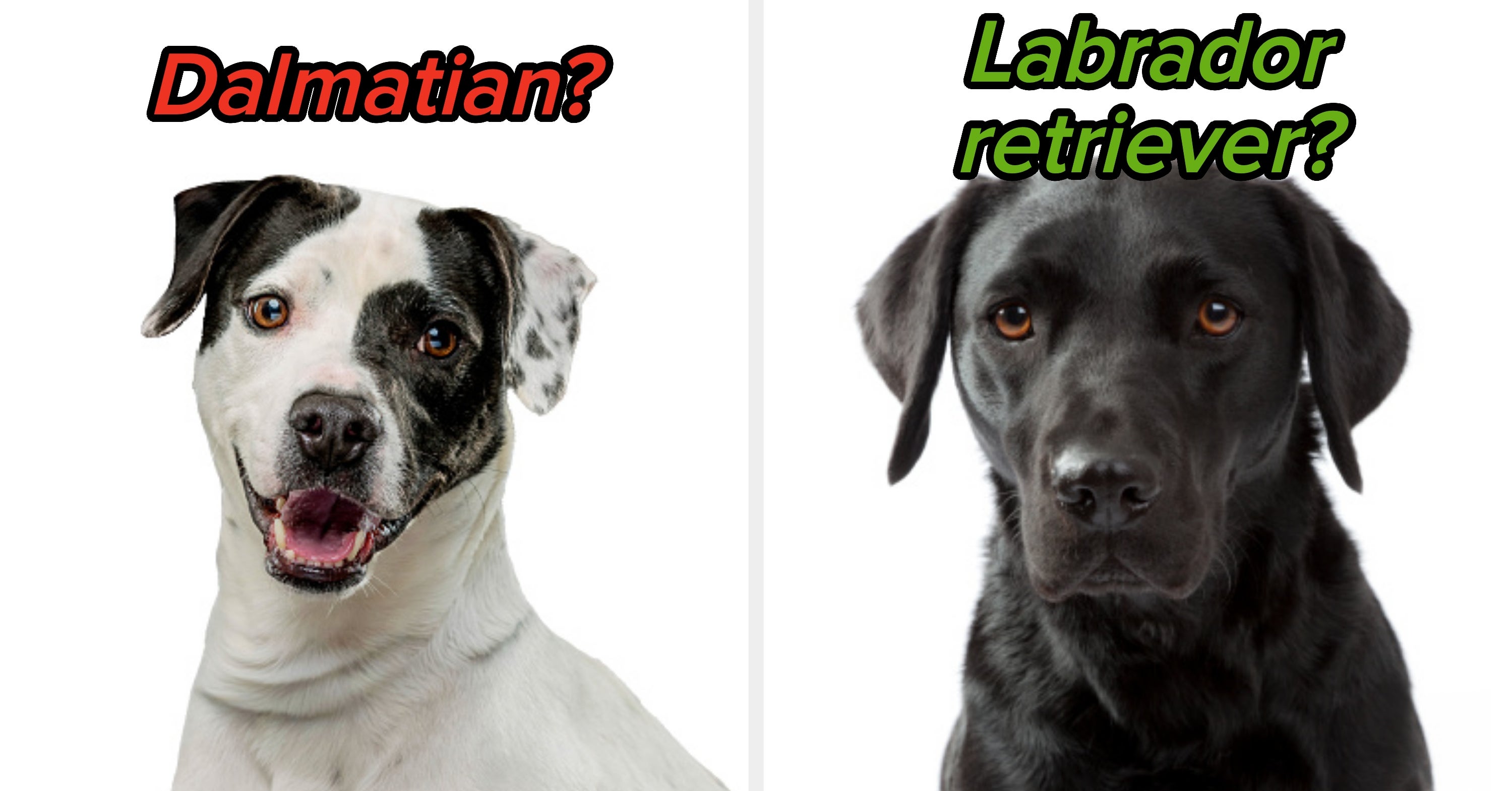 Sorry, But Only True Dog Lovers Can Name These Popular Breeds In Under 60 Seconds