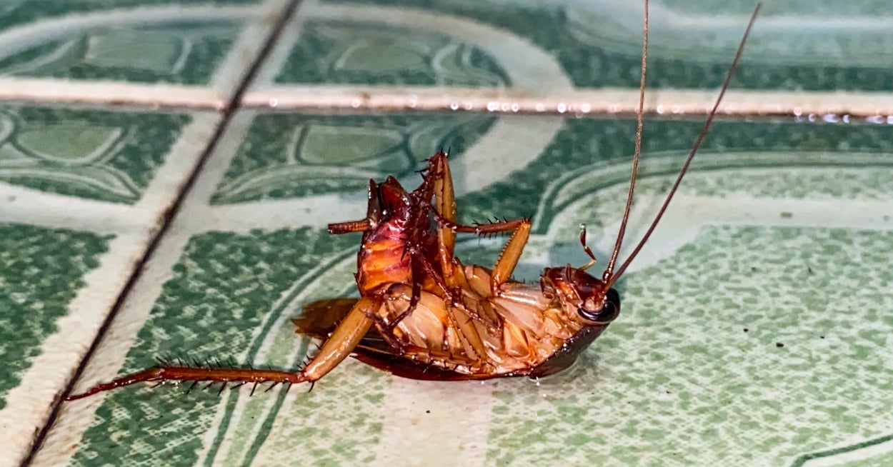 If You Don't Beat This Cockroach Sim And Turn Back Into A Human In Under 24 Hours, You'll Be Stuck Like That Forever