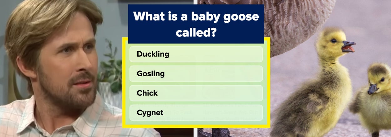 You Can't Call Yourself An Animal Lover If You Don't Get A Perfect Score On This Baby Animal Quiz
