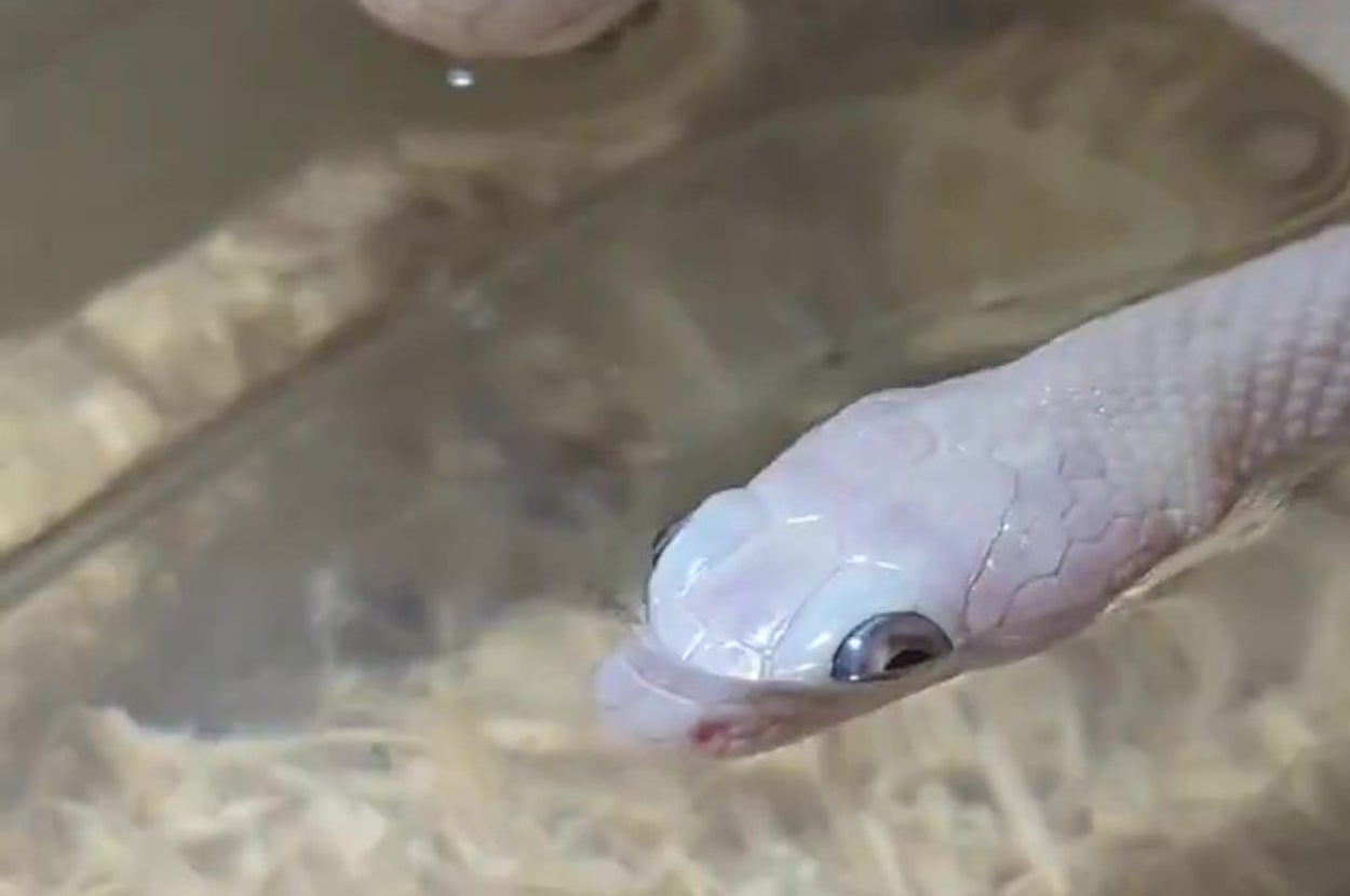 水を飲む白ヘビ親子（ヒロミさんのXアカウント）より