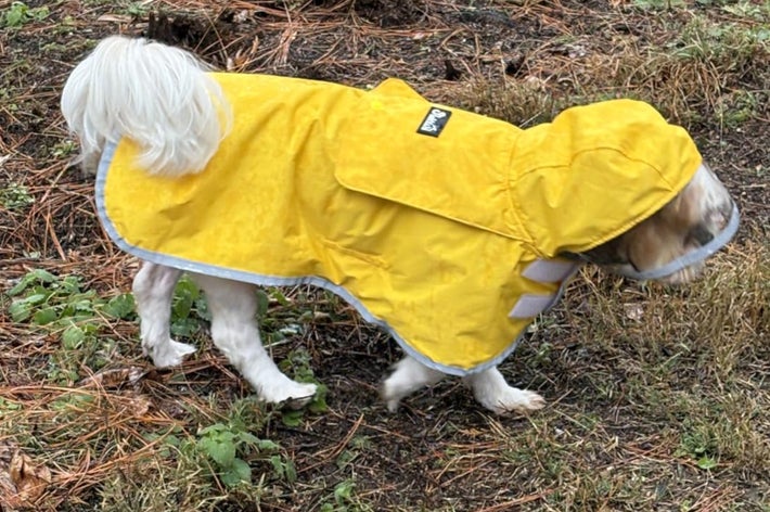 Dog wearing a yellow raincoat walking on a patchy grass surface with scattered pinecones and plants