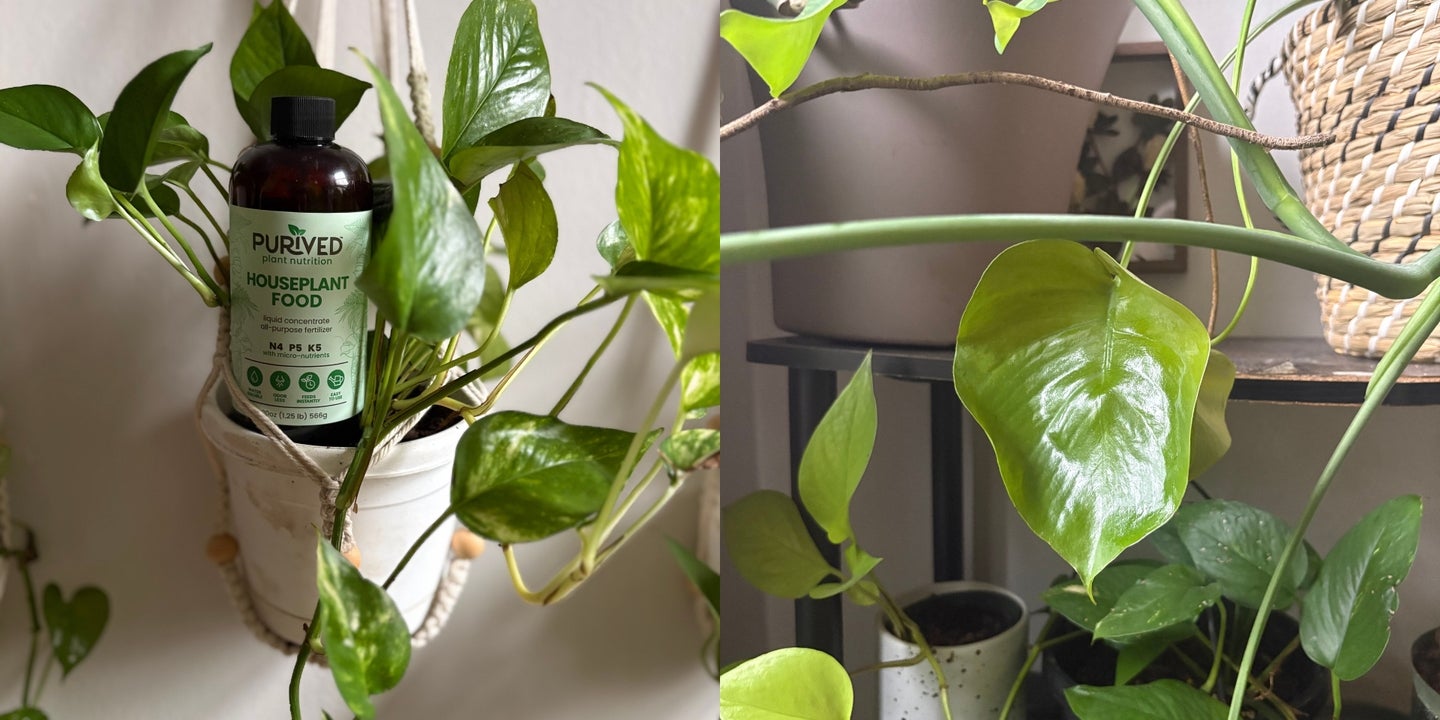 This Fertilizer Saved My Plants From The Brink Of Death