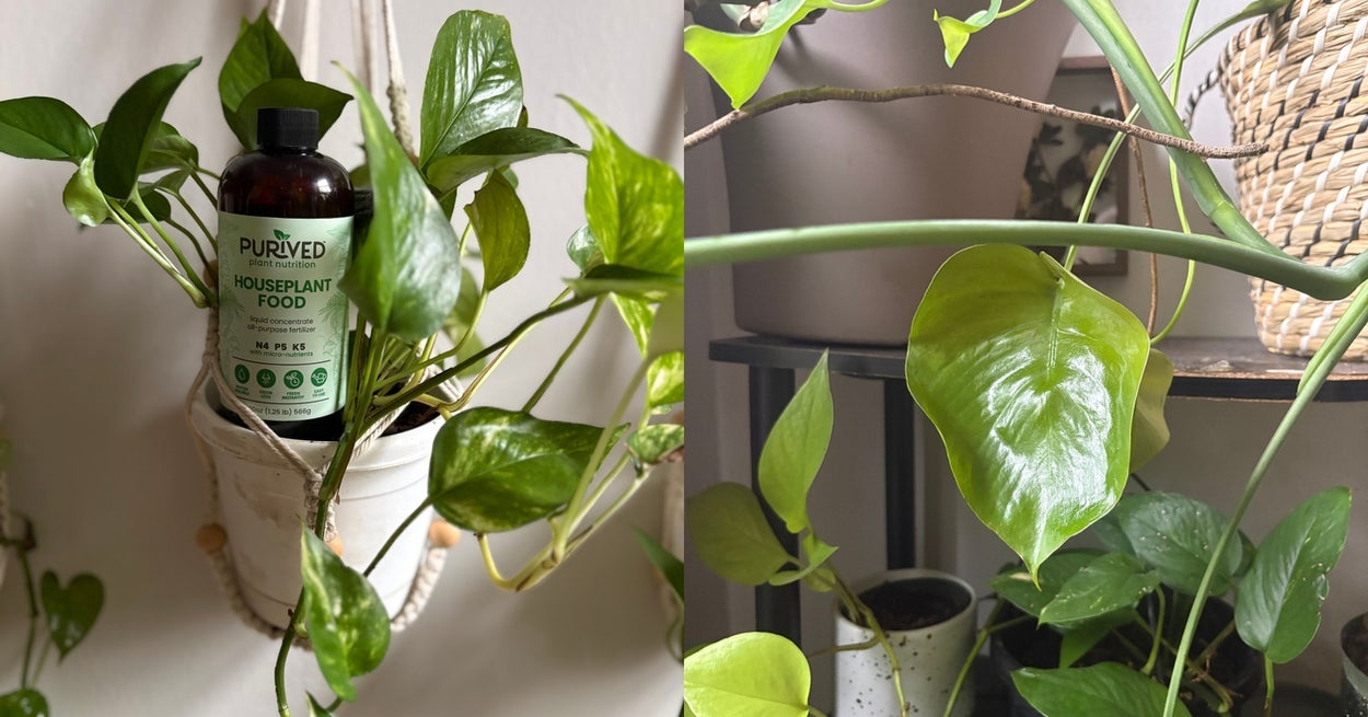 This Miracle Fertilizer Saved My Plants From The Brink Of Death