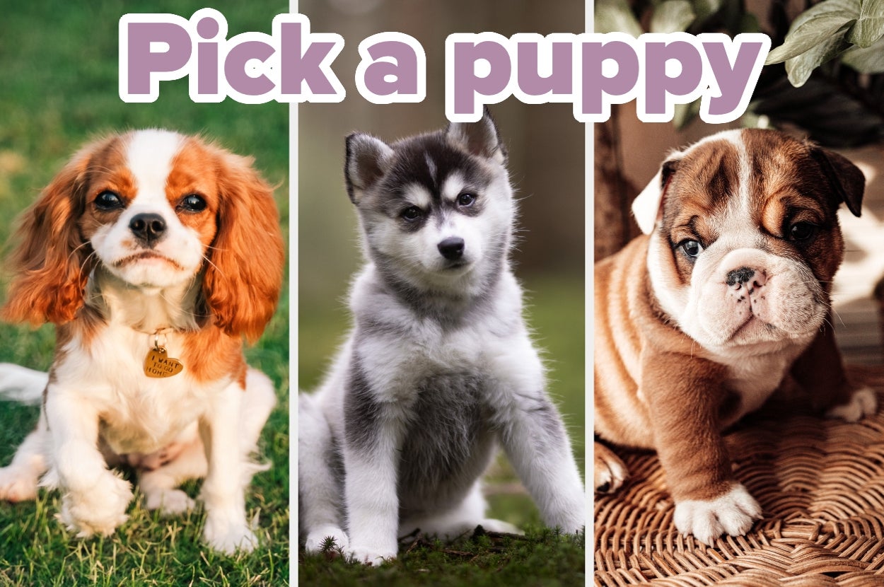 Three puppies: Cavalier King Charles Spaniel, Siberian Husky, and Bulldog, each sitting on grass or a mat. Text reads "Pick a puppy."