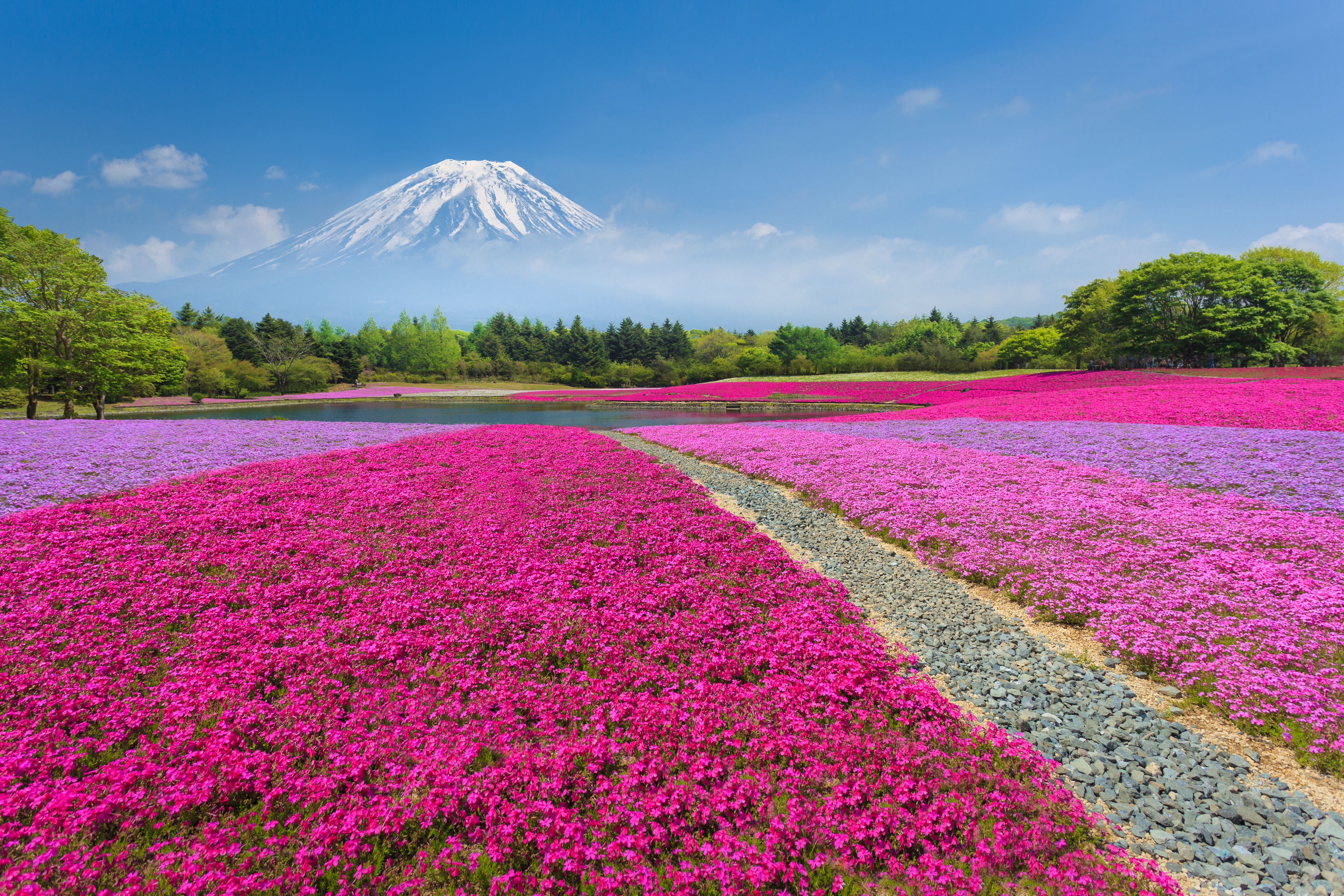 富士山を背景に、広がる芝桜の花畑が美しく咲き誇る風景。