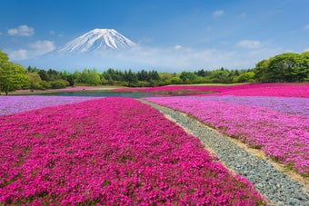 富士山を背景に、広がる芝桜の花畑が美しく咲き誇る風景。