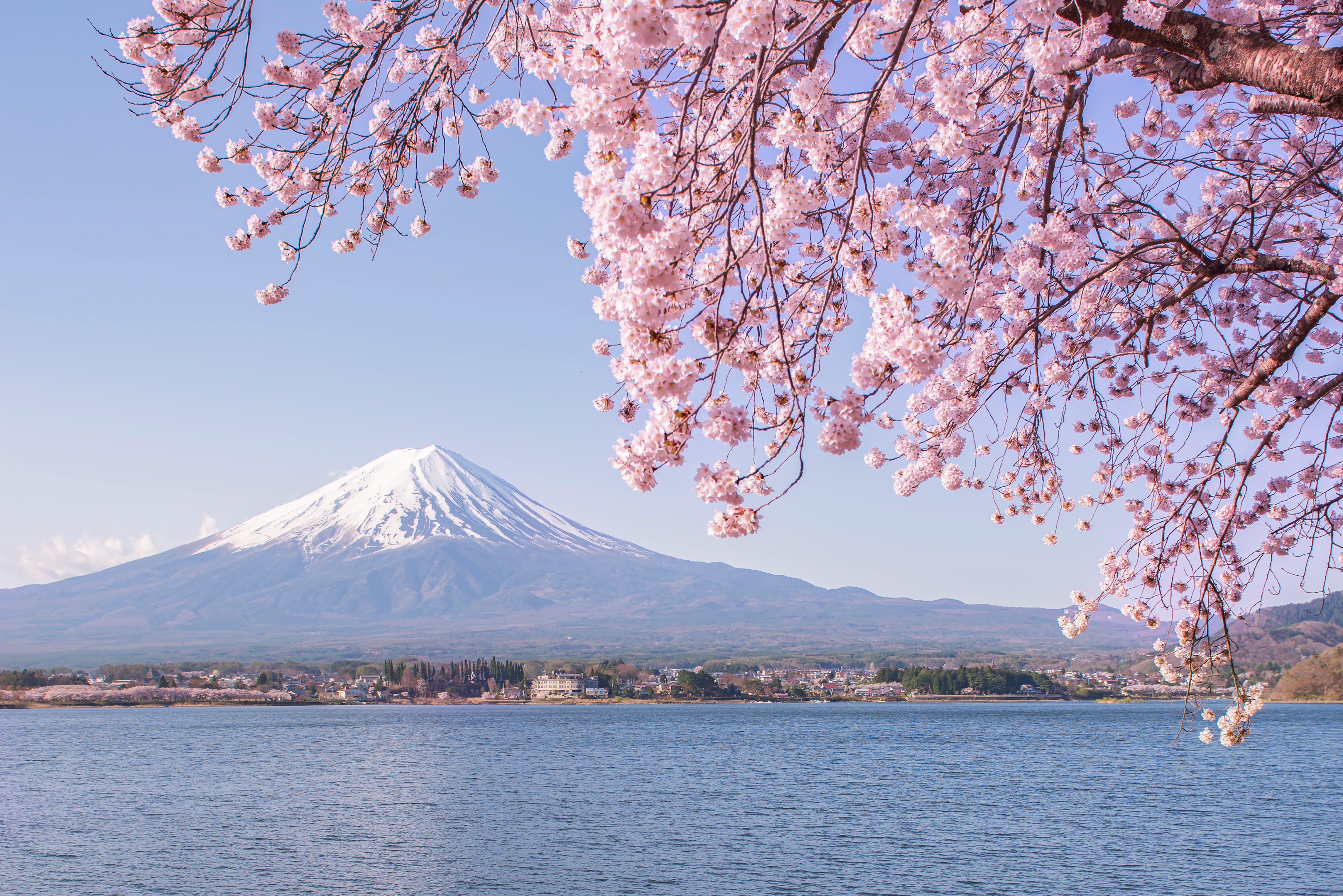 優美な梨地塗に風情ある流水桜文の映える隅切り四方折敷（検輪島塗蒔絵膳お膳お盆 WWE5JXb6f.jpg?resize=990:661