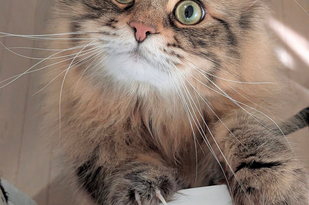 ご飯が気になるヤマネコくん（飼い主さんのXより）