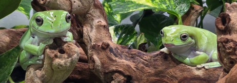 2匹のカエルが木の上でリラックスしている。周囲には葉が茂っている。