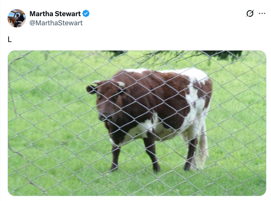 A cattle stands successful a grassy tract down a ligament fence, arsenic posted by Martha Stewart