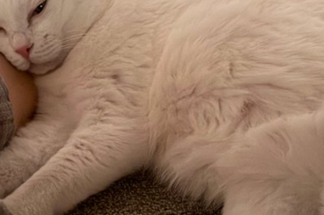 こたつの中で足を温めてくれるぐうちゃん / 飼い主さん（@zu_to_guu）のXより