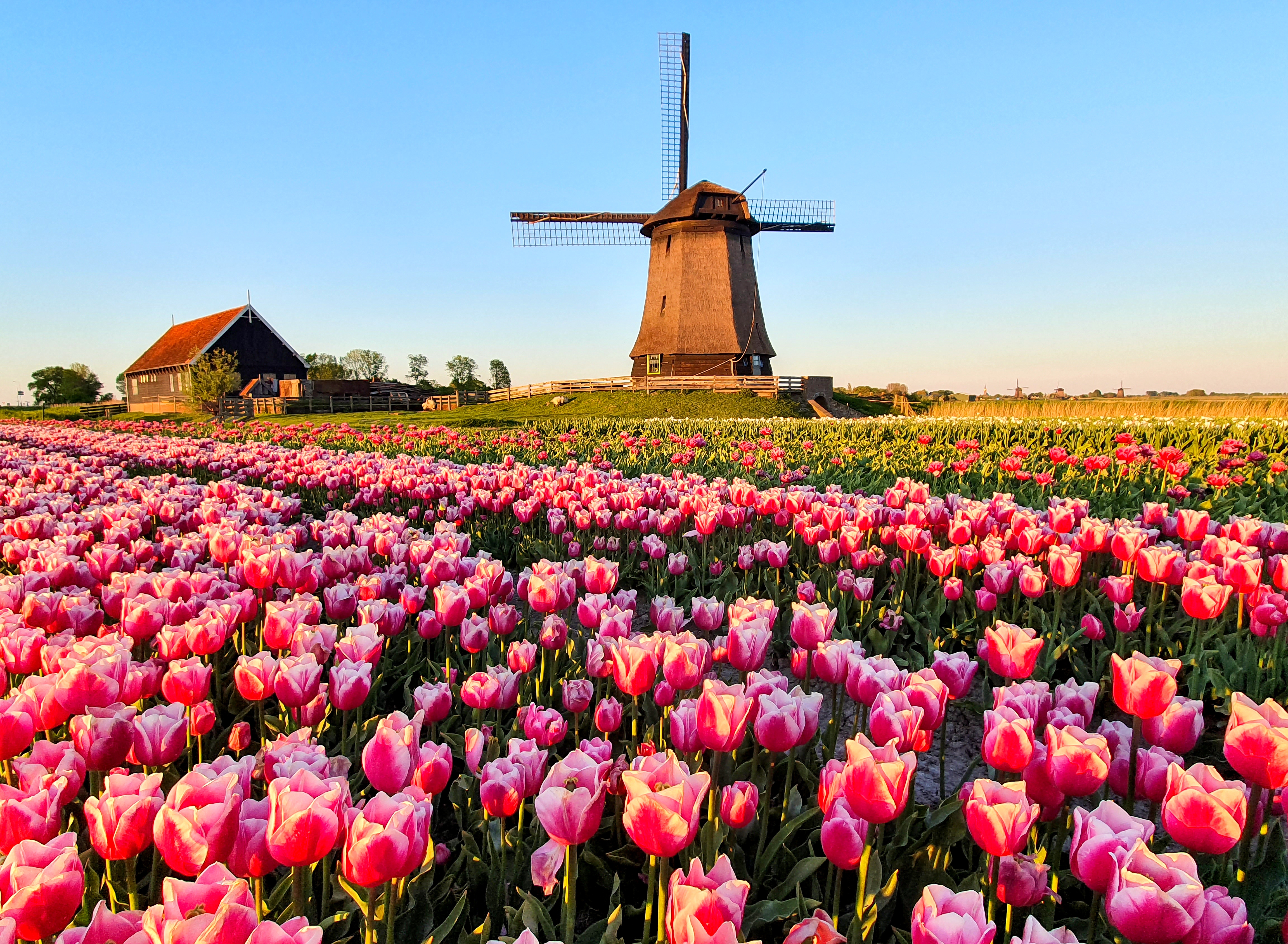 牧草地にある風車と広がるチューリップ畑の風景。