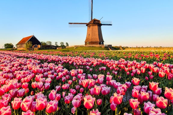 牧草地にある風車と広がるチューリップ畑の風景。
