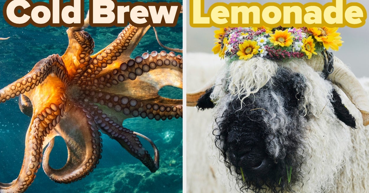 Pick A Bunch Of Cute Animals And I'll Reveal The Spring Beverage You Oddly Have The Exact Same Personality As