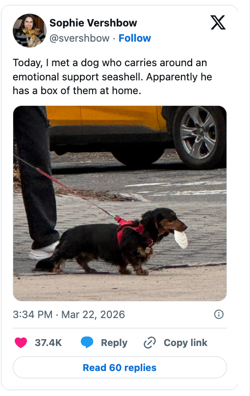 Dog connected leash holding a seashell successful its mouth, described arsenic having a postulation of affectional enactment seashells astatine home. Public tweet shown