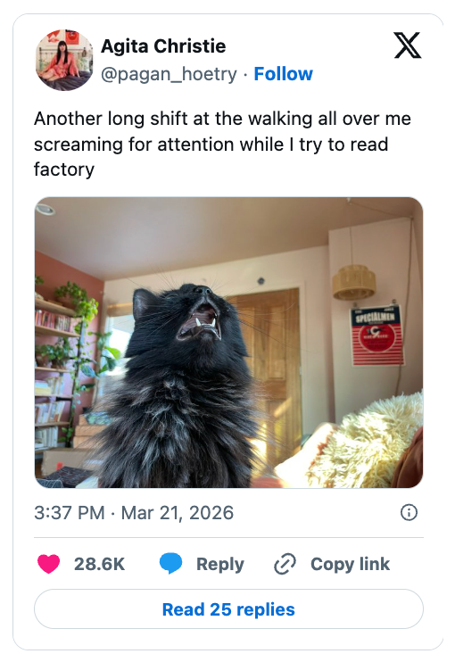 A fluffy feline yawns wide indoors; a humorous caption astir seeking attraction is above. The station includes engagement stats and a reply button
