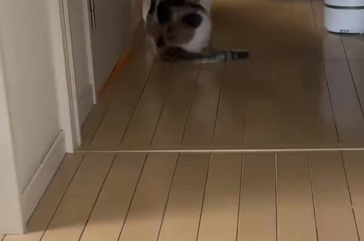 カーテンの前で座っている猫が振り返っている様子。