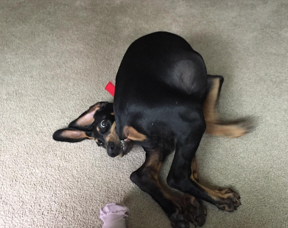 47 Funny Dog Photos