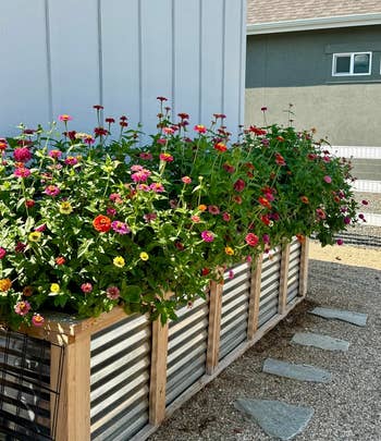 An outdoor planter container is filled with blooming flowers adjacent to a achromatic building, with stepping stones starring towards it