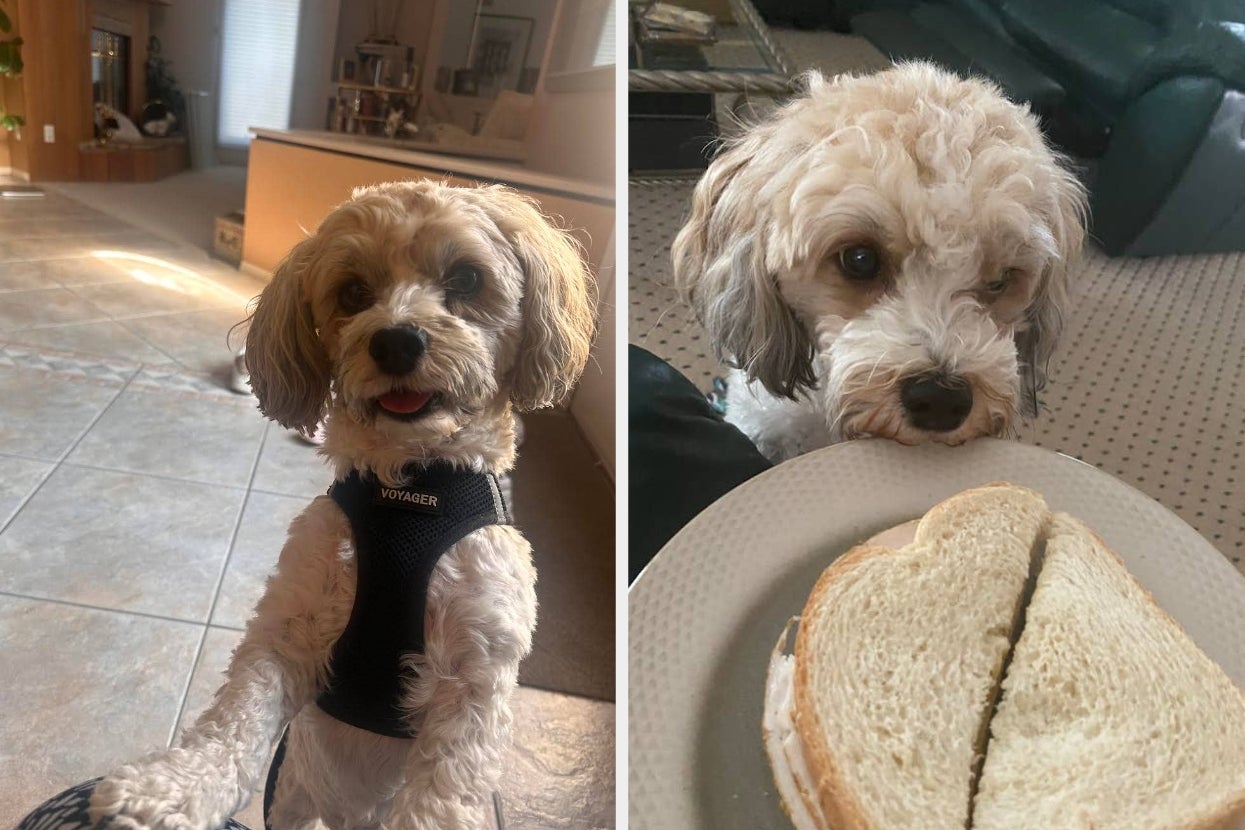 11 Products That My Dog, Bailey, Really Loves And Thinks You Should Buy